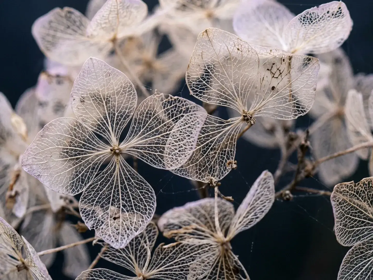 花瓣纹理与柔和光线的细节图